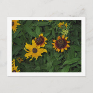 Black Eyed Susans at Longwood Gardens, PA Vykort