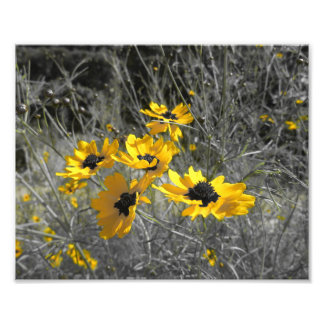 Black Eyed Susans Fototryck