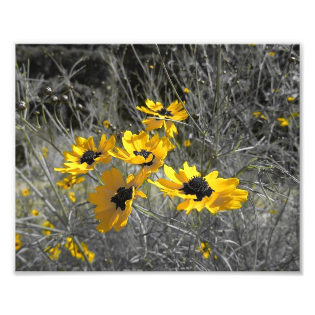Black Eyed Susans Fototryck (Framsidan)
