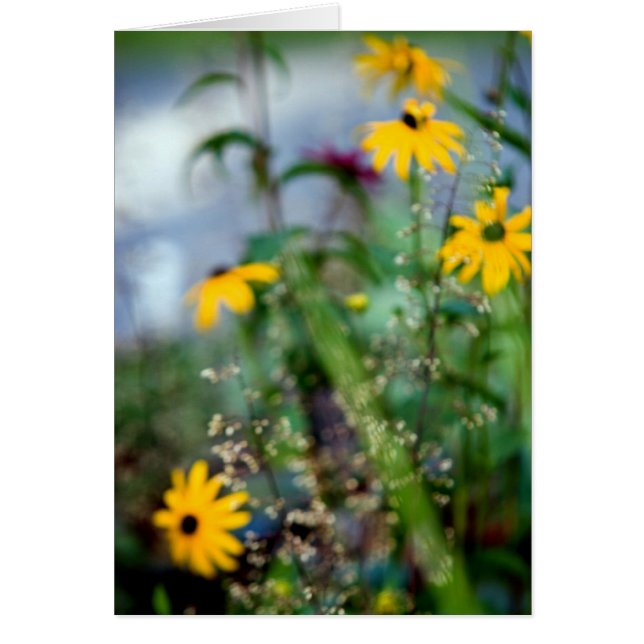 Black Eyed Susans Hälsningskort (Framsidan)