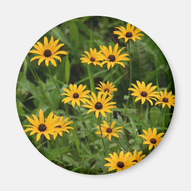 Black-Eyed Susans magnet (Framsidan)