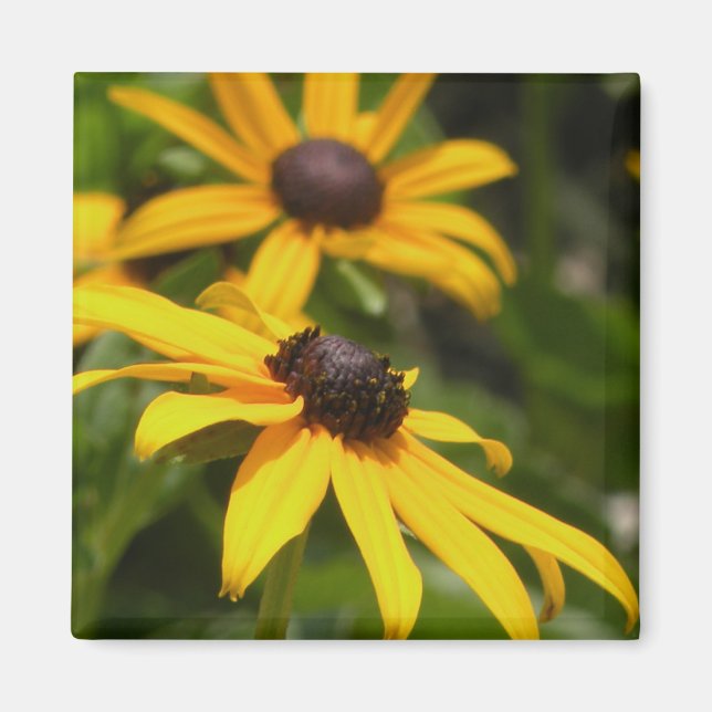 Black Eyed Susans Magnet (Framsidan)