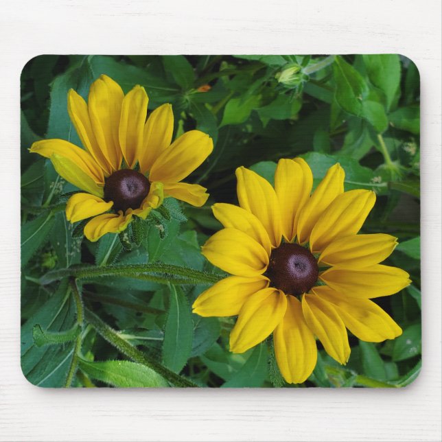 Black-Eyed Susans Musmatta (Framsidan)