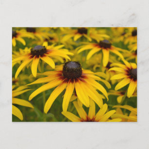 Black Eyed Susans Perspective-kort Vykort