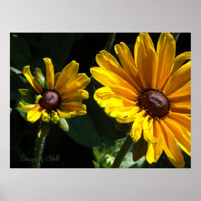 Black Eyed Susans Poster (Framsidan)