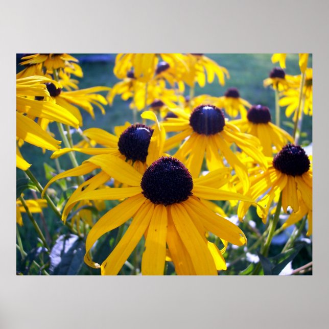 Black Eyed Susans Poster (Framsidan)