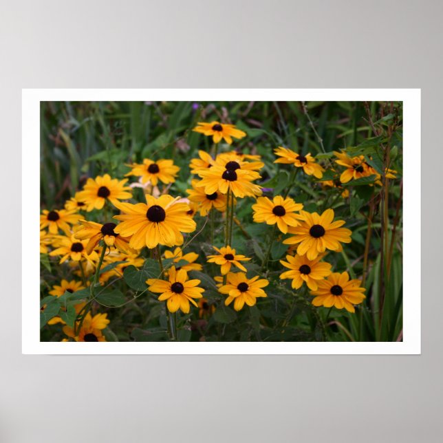 Black Eyed Susans Poster (Framsidan)