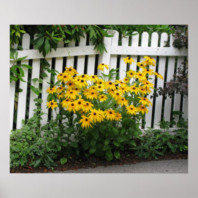 Black Eyed Susans Poster (Framsidan)