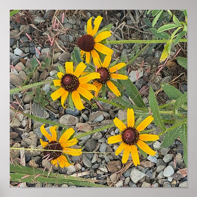 Black-eyed Susans Poster (Framsidan)