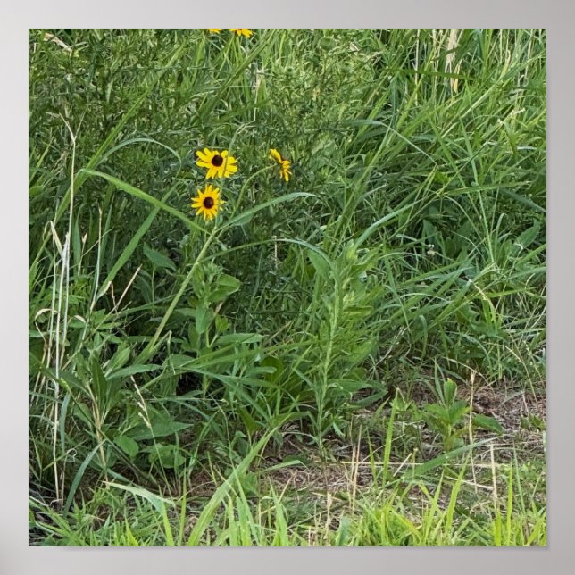 Black-eyed Susans Poster (Framsidan)