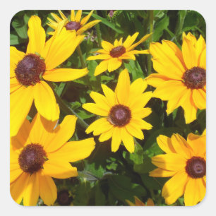Black Eyed Susans- Rudbeckias Fyrkantigt Klistermärke