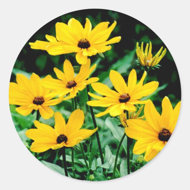 Black Eyed Susans Stickers Runt Klistermärke (Framsida)
