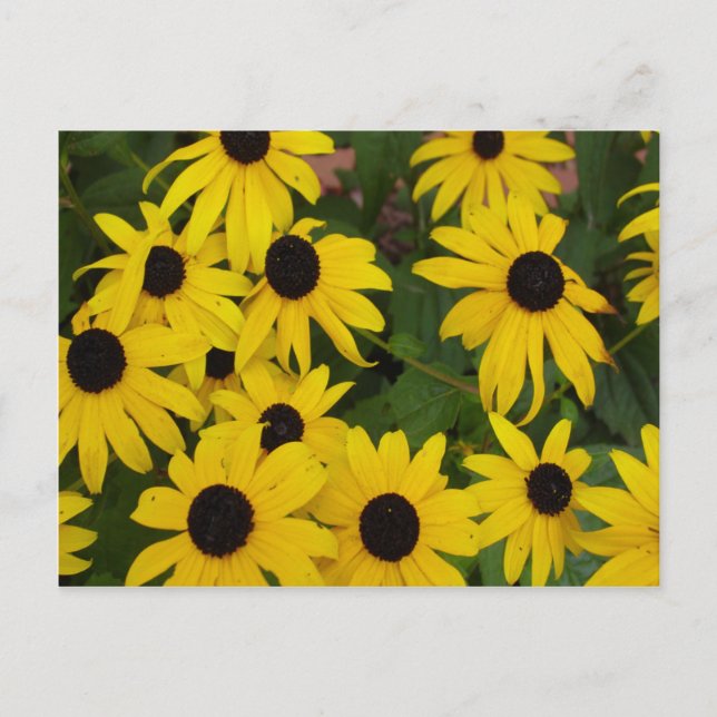 Black-Eyed Susans Vykort (Framsida)
