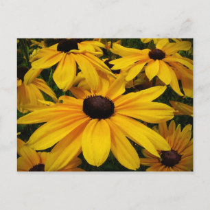 Black-Eyed Susans Vykort
