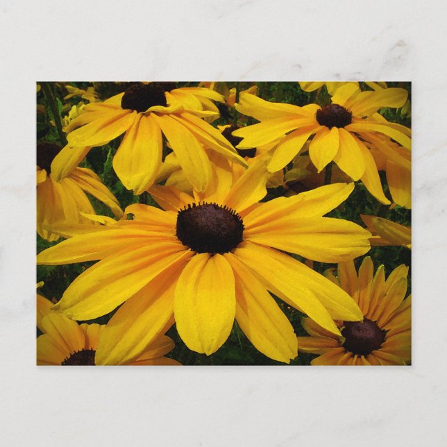Black-Eyed Susans Vykort (Framsida)