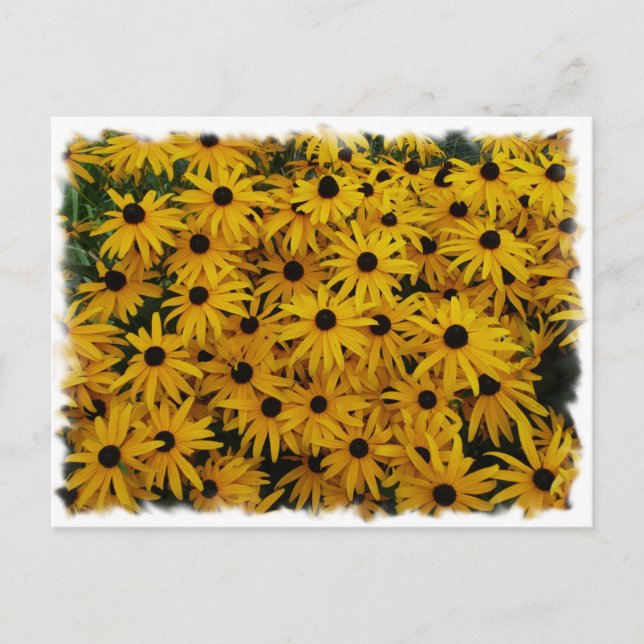 Black Eyed Susans Vykort (Framsida)