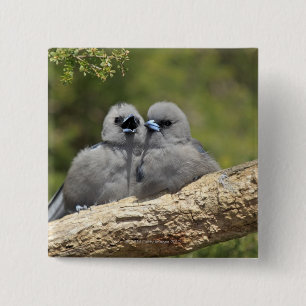 Black Faced Woodswallow, Artamus cinereus Knapp