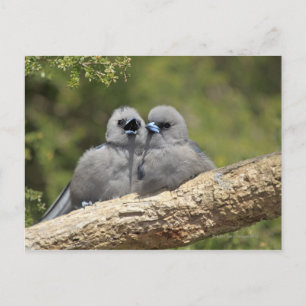 Black Faced Woodswallow, Artamus cinereus Vykort
