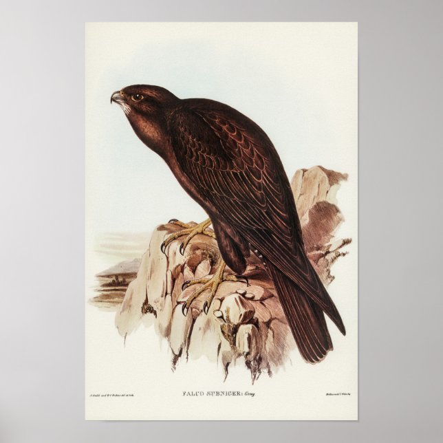 Black Falcon av Elizabeth Gould Poster (Framsidan)