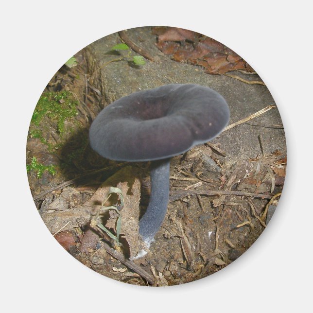 Black Flower Mushroom Magnet (Framsidan)