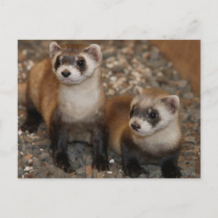 Black Footed Ferret Wildlife Series # 7 Postcard Vykort