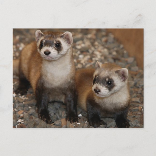 Black Footed Ferret Wildlife Series # 7 Postcard Vykort (Framsida)