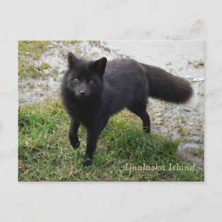 Black Fox på Unalaska Island Vykort
