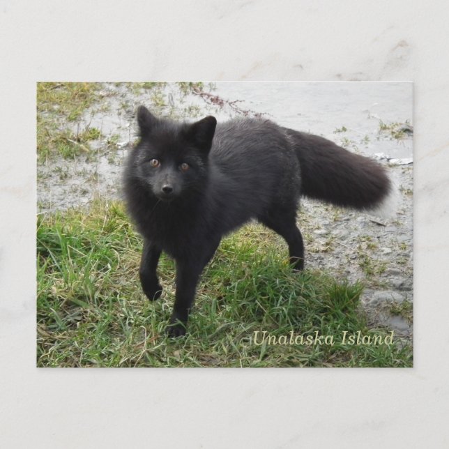 Black Fox på Unalaska Island Vykort (Framsida)