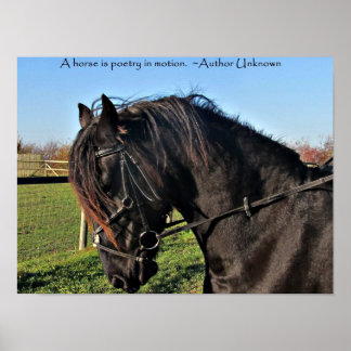 Black Friesian Horse berömd-citat poster