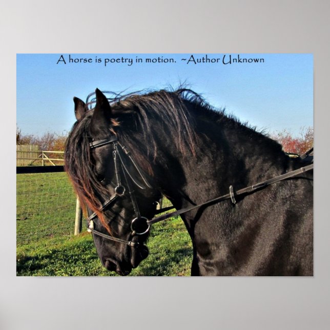 Black Friesian Horse berömd-citat poster (Framsidan)