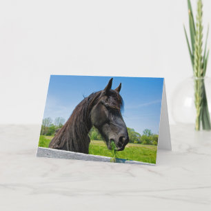 Black Friesian Horse Birthday Kort