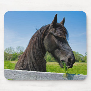 Black Friesian Horse Musmatta