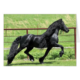 Black Friesian Horse OBS Kort
