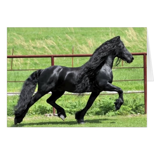 Black Friesian Horse OBS Kort (Framsidan Horizontal)