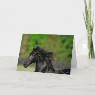 Black Friesian Horse Stallion Headshot Kort