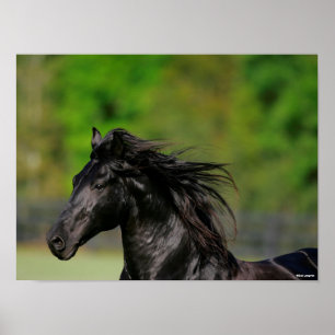 Black Friesian Horse Stallion Headshot Poster