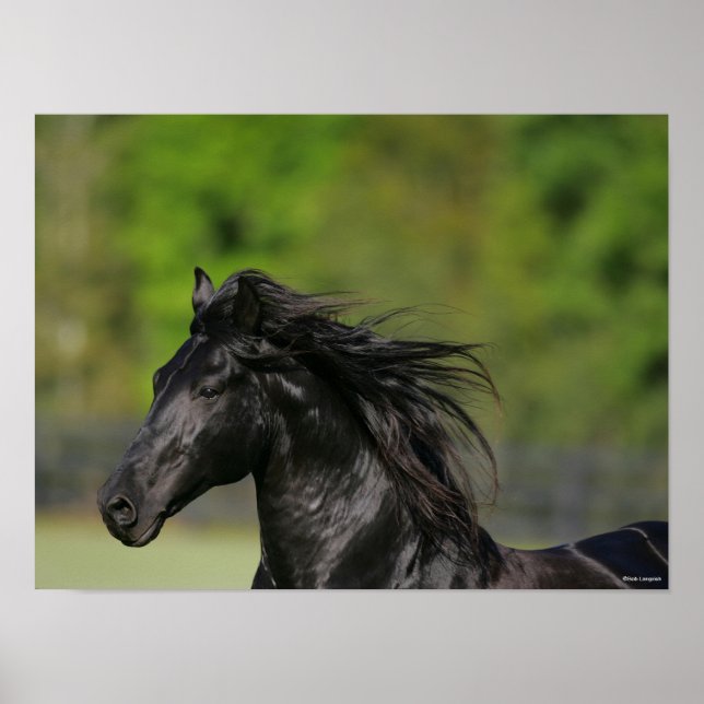 Black Friesian Horse Stallion Headshot Poster (Framsidan)