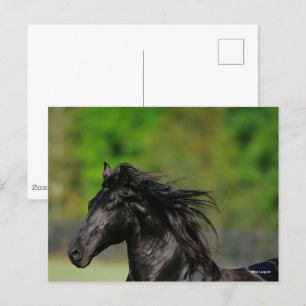 Black Friesian Horse Stallion Headshot Vykort
