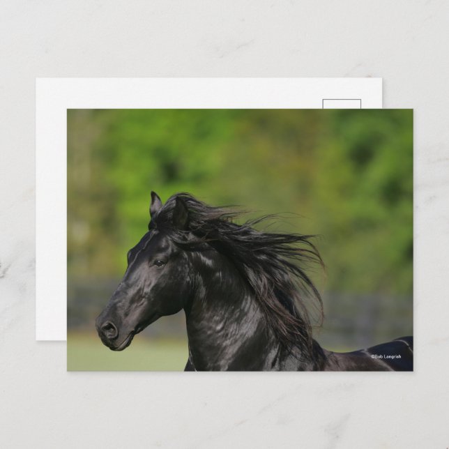 Black Friesian Horse Stallion Headshot Vykort (Fram/baksida)