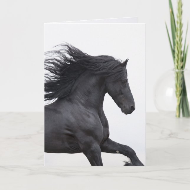 Black Friesian Springa Horse Greeting Card Kort (Framsida)