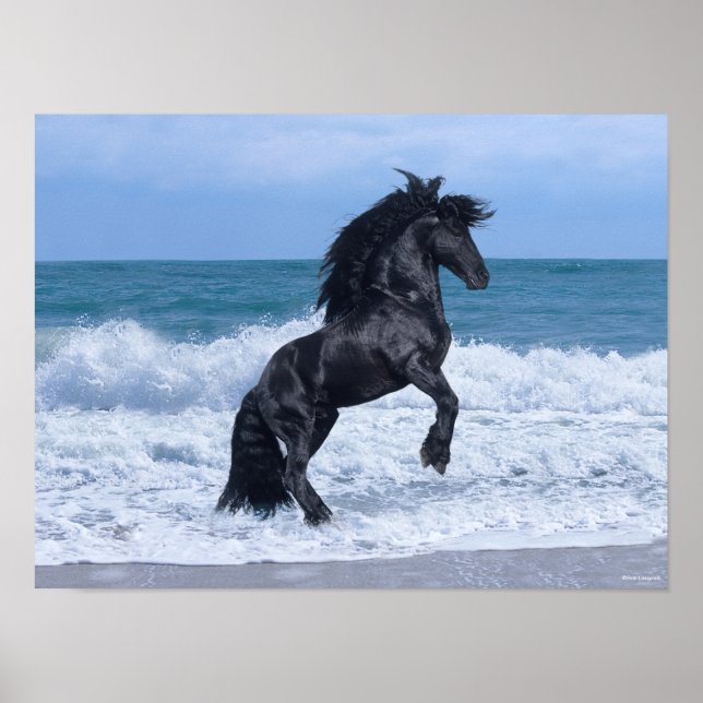 Black Friesian Stallion Rearing In the Sea Poster (Framsidan)