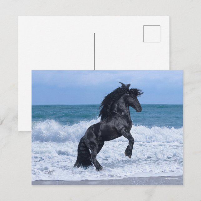 Black Friesian Stallion Rearing In the Sea Vykort (Fram/baksida)