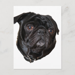 Black Funny Pug Vykort