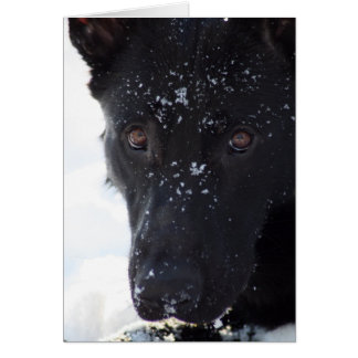 Black German Shepherd Hälsningskort