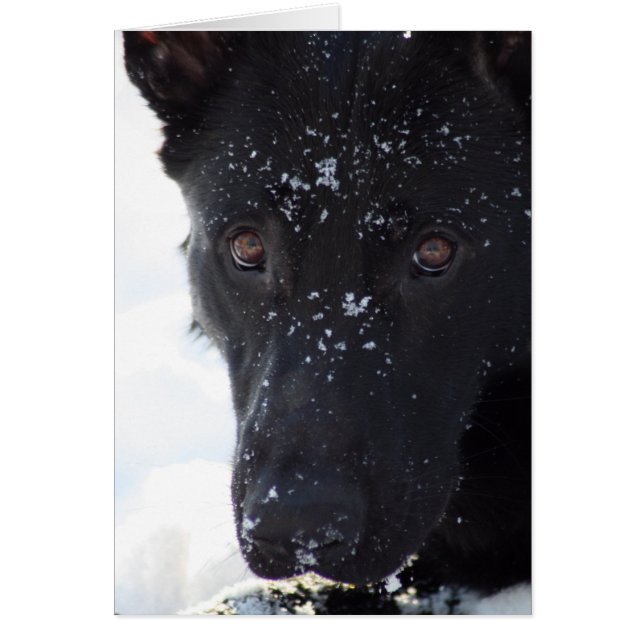 Black German Shepherd Hälsningskort (Framsidan)