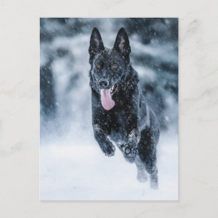 Black German Shepherd i snö Duvet Cover Vykort