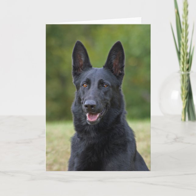 Black German Shepherd Kort (Framsida)
