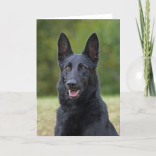 Black German Shepherd Kort