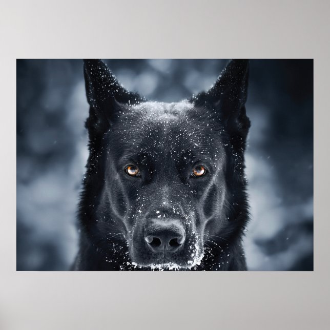 Black German Shepherd Poster (Framsidan)