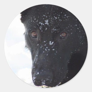 Black German Shepherd Runt Klistermärke